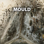 Testing for Mould in Homes: Why It Matters and How It Works