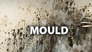 Testing for Mould in Homes: Why It Matters and How It Works
